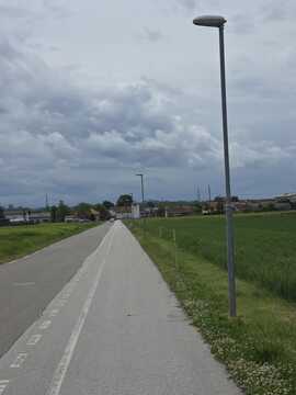 lipe_trnje